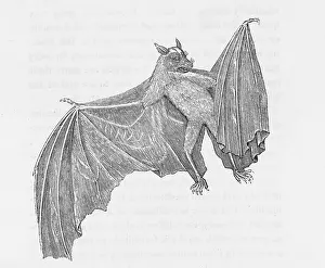 Sucking: TERNATE BAT