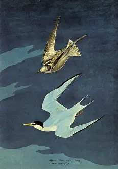 Sterna: Least Terns