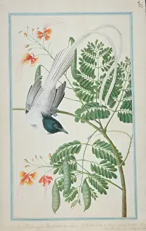1722 C: Terpsiphone paradisi, Asian paradise-flycatcher