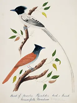Bushby: Terpsiphone paradisi, Asian paradise-flycatcher