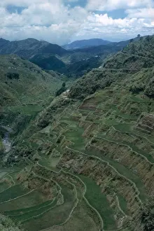 Cultivating: Terraces of Rice