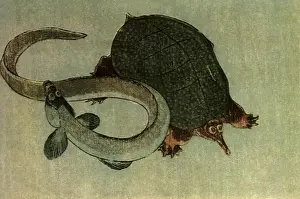 Tortoises: Terrapin and Eel, by Hokusai