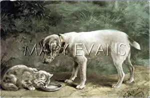 Terrier dog and cat