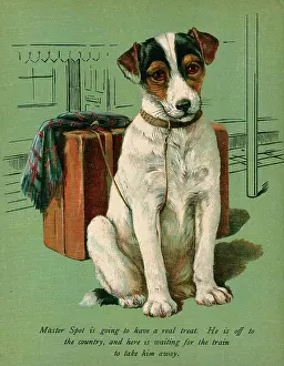 Patiently: TERRIER (HOME PETS)
