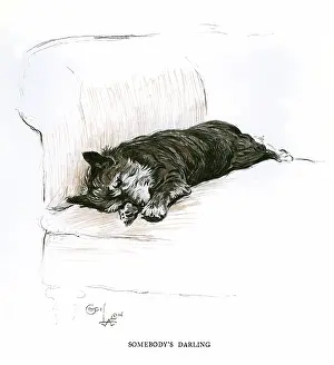Somebody: Terrier lying on a sofa