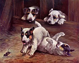 Cheviot: Terrier puppies chasing a mouse - He's Mine