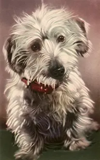 Shaggy: Terrier Puppy
