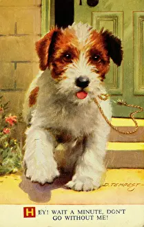 Walkies: Terrier puppy wanting to go for a walk
