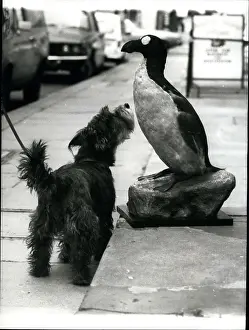 Puzzled: Terrier sniffs at stuffed Great Auk, London