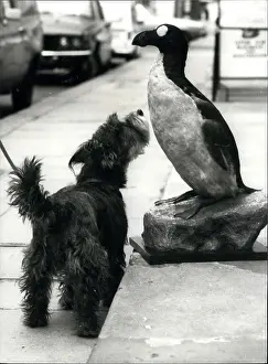 Puzzled: Terrier sniffs at stuffed Great Auk, London