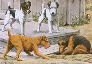 Coated: Terriers