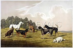 Melange: TERRIERS BY ALKEN