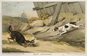 Rats: Terriers catching rats. Hand-coloured engraving