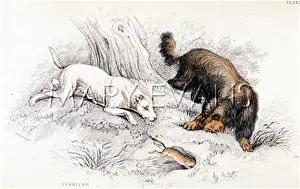 Scuttles: TWO TERRIERS (STEWART)