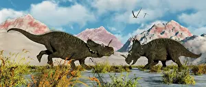 Boulder: A territorial dispute between a pair of male Centrosaurus ?