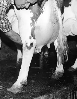 Squirting: TESTING A COW'S UDDERS