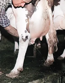 Squirting: TESTING A COW'S UDDERS