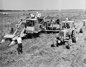 Tomatoes: Testing Of New Tomato Harvester KNT-2