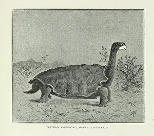 Galapagos: Testudo abingdonii, Galapagos Islands