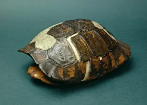 1720: Testudo graeca, spur-thighed tortoise