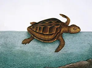Loggerhead: Testudo marina, loggerhead turtle
