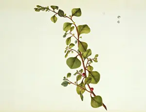 Spinach: Tetragonia trigyna, spinach