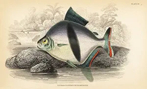 Schomburgk: Tetragonopterus chalceus