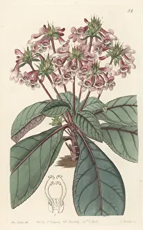 John Lindley: Tetranema roseum