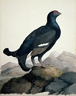 Grouse: Tetrao tetrix, black grouse