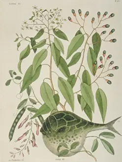 Tetraodon: Tetraodon lineatus, globe fish