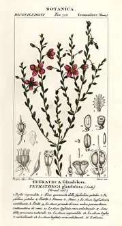 Cyclops: Tetratheca glandulosa