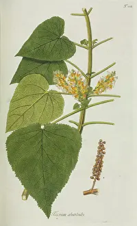 Nicolaus: Teucrium abutiloides