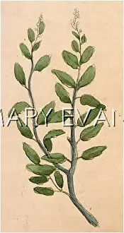Germander: TEUCRIUM CHAMAEDRYS