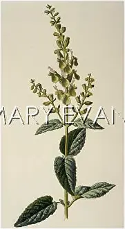 Germander: TEUCRIUM SCORODONIA
