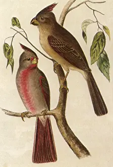 Lucien: Texan Cardinal Bird, Cardinalis sinuatus