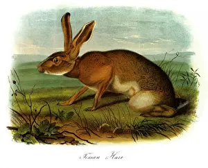 Texan: Texan Hare
