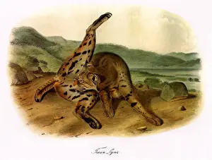 Texan: Texan LynX