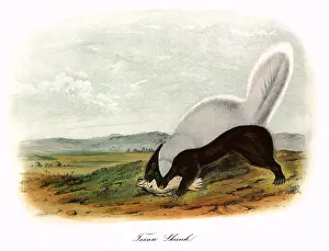 Jaws: Texan Skunk
