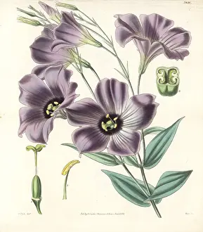 Bedfords: Texas bluebells, Eustoma grandiflorum