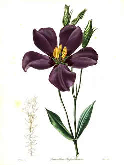 Bedfords: Texas bluebells, Eustoma grandiflorum