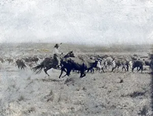 A Texas cowboy on horseback separating a ?