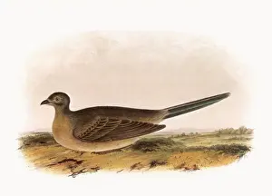 Guan: Texas Guan, Ortalida poliocephala