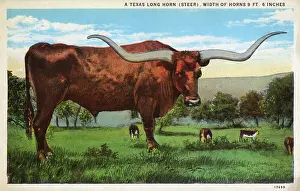 Longhorn: Texas Longhorn Steer