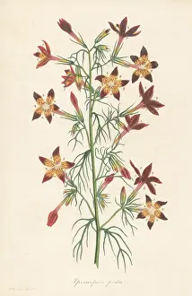 Volume 1: Texas plume, Ipomopsis rubra