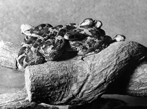 Vipers: TEXAS RATTLESNAKES