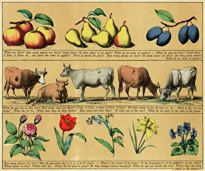 Textbook: TEXTBOOK/1880/PLATE 3