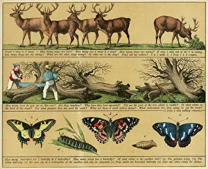 Textbook: TEXTBOOK/1880/PLATE 9
