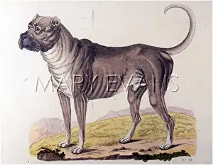 Bullmastiff: T.GOETS/BULLMASTIFF
