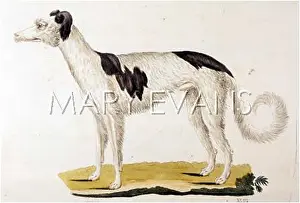 Gotz: T.GOETZ BORZOI/RUSSIAN