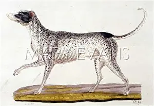 Gotz: T.GOETZ DALMATIAN